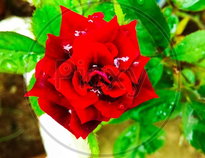 natural red Rose flower background picture images
