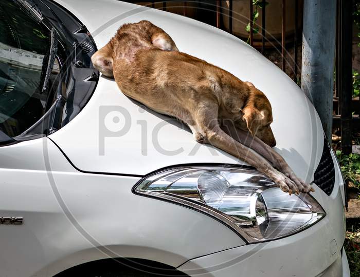 Pune, Maharashtra,India-June 4Th,2020: A Brown Street Dog Relaxing On The Top Of White Car Bonnet.