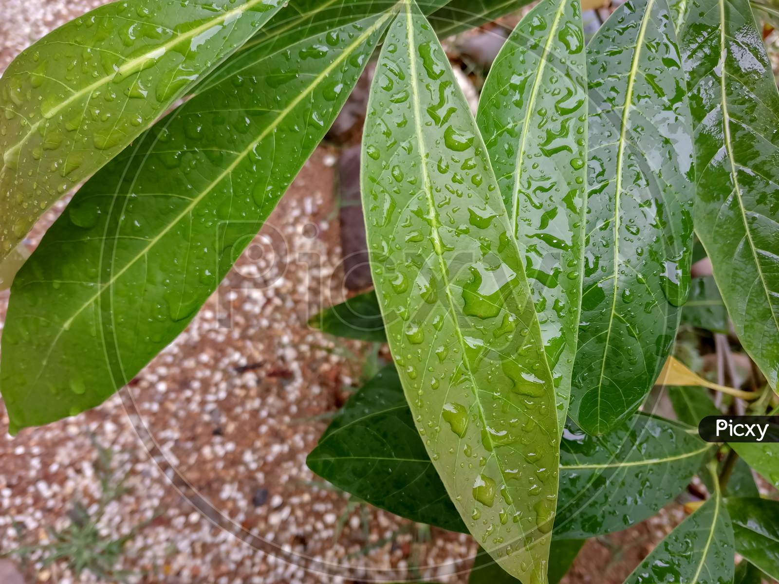 Waterdroplets on mango leaves