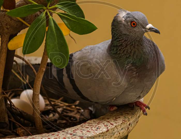 pigeon with eggs sitting on a plant