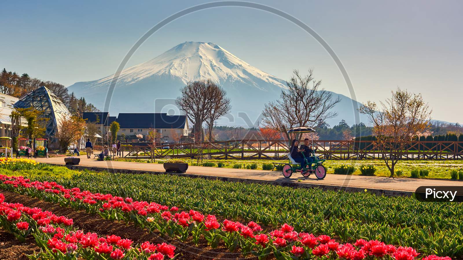 Yamanakako Hanano Miyako Koen Park With Iconic Mount Fuji In The Background
