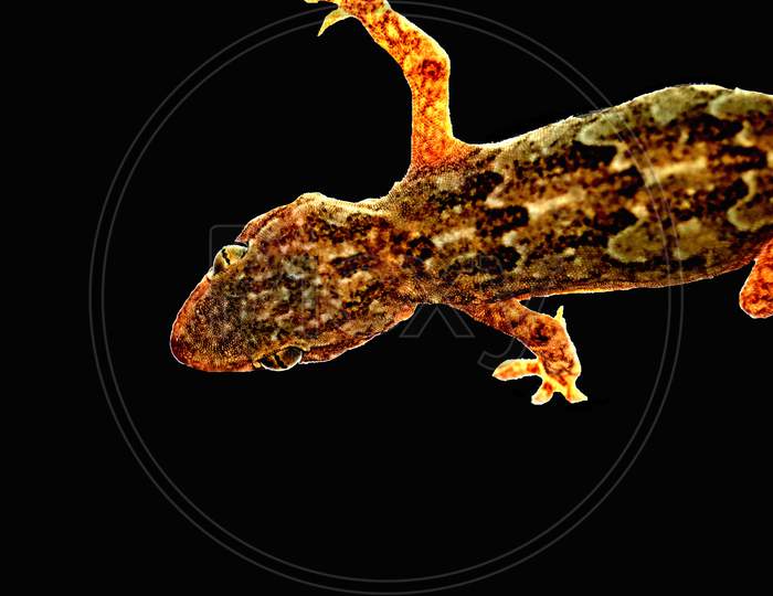 House Gecko On A Glass Showing Claws