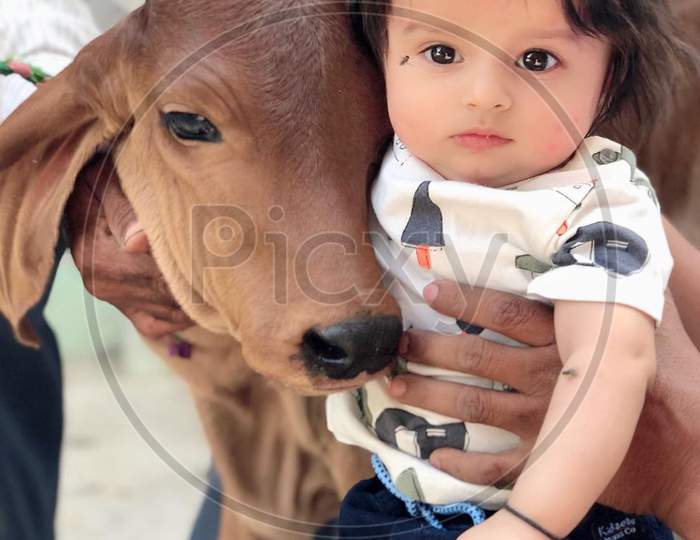 Baby cow and baby boy