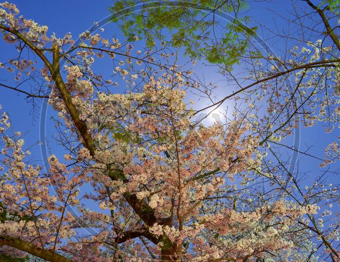 Moonlight And Cherry Blossoms In Wakayama Castle Park In Wakayama, Japan