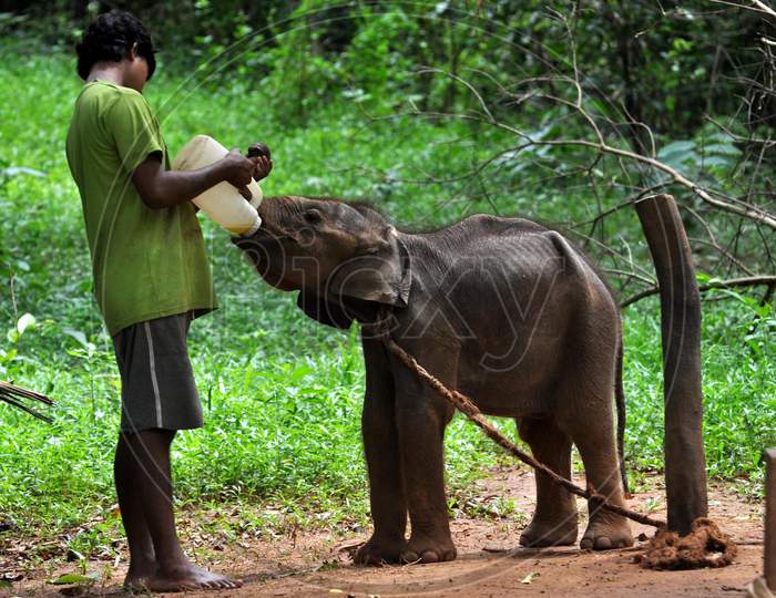 A zoo-keeper feeds an elephant calf at Assam State Zoo, on the eve of World Elephant Day in Guwahati, Tuesday, Aug 11, 2020.