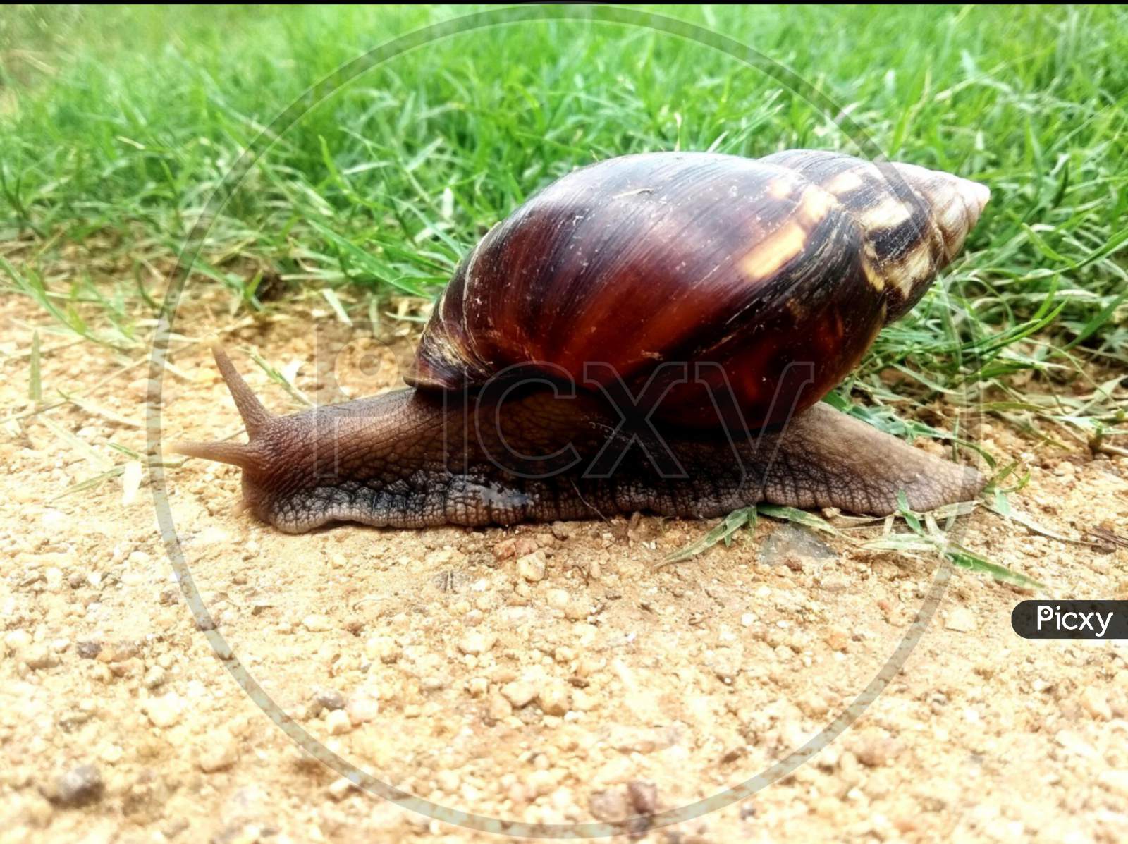 Snails and slugs Snail Sea