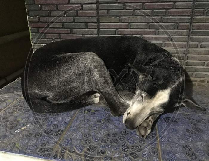 Poor Abandoned Dog Lying At The Doorstep And Needed Help Since Then It Was Guarding My House And Street As Well In Friendly Manner To Everyone As A Pet