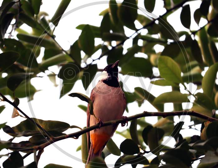 Indian Bird Relaxing On Tree