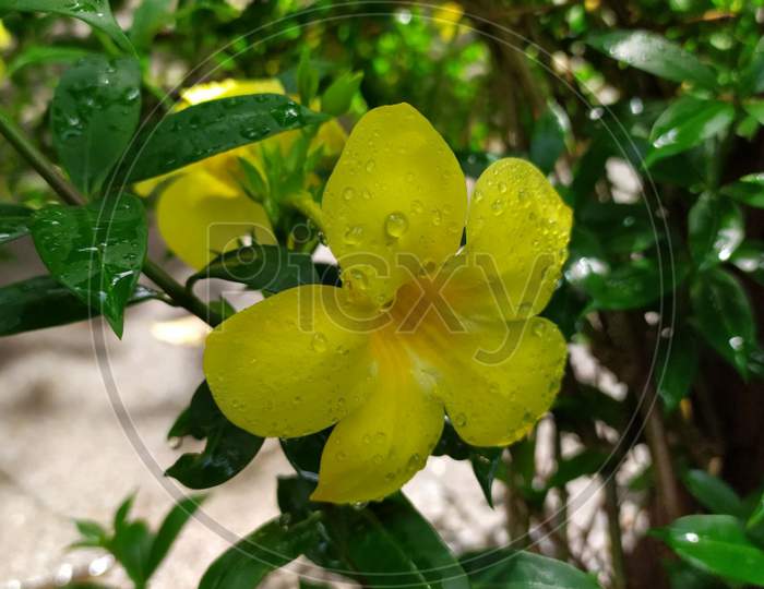 Yellow Flowering plant