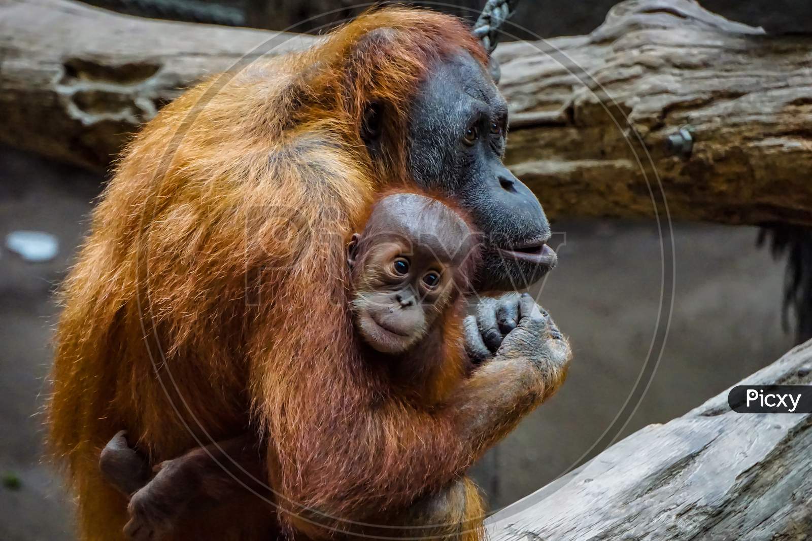 Big Giant Goriila Monkey With His Baby Monkey In The Zoo