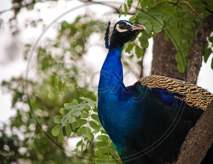 closeup of a peacock in the park