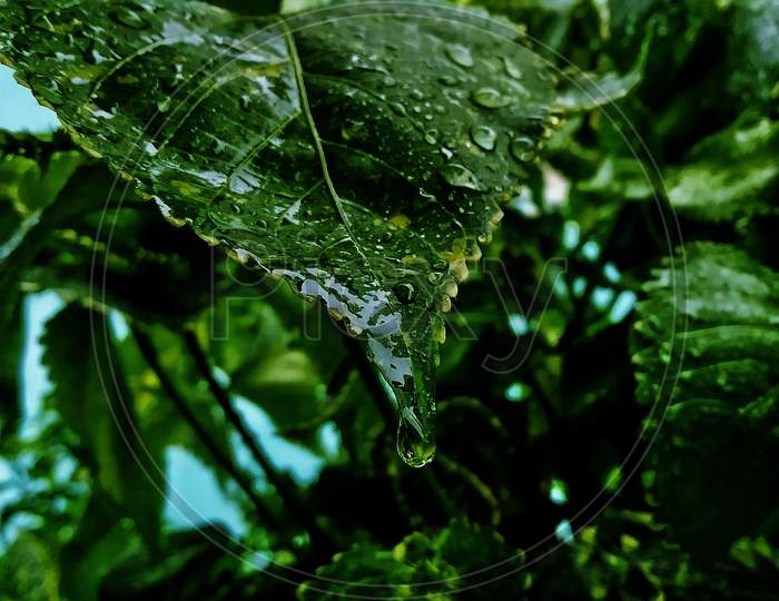 Water drop on leaves