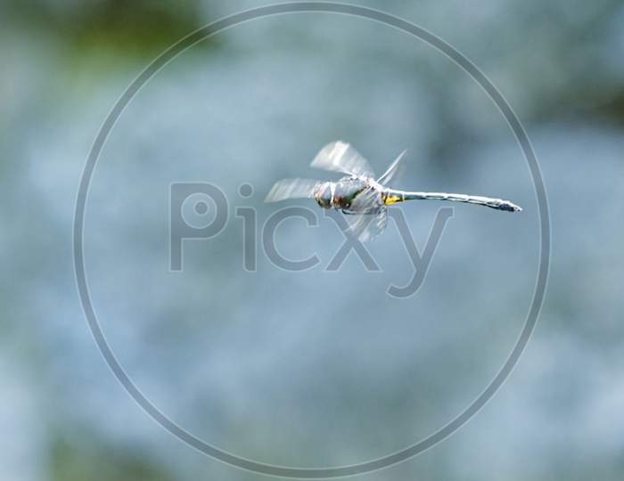 Dragonflies and Macro photography