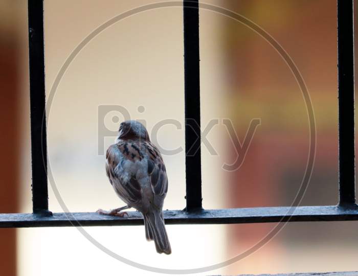 House Sparrow Bird Sitting On Railing