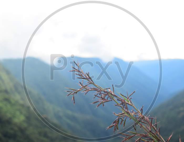 Dried Leaves With Mountain In Background For Wallpaper