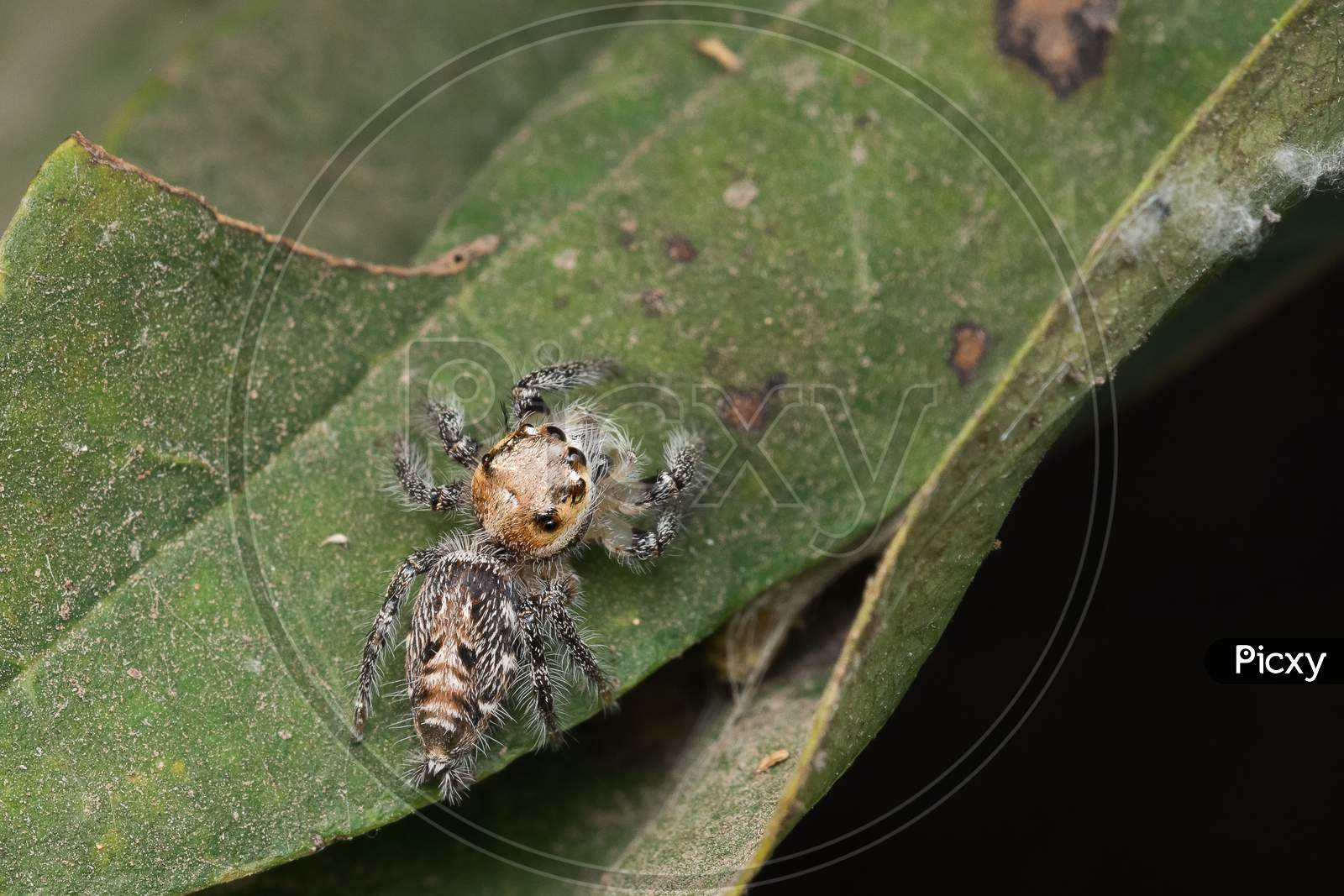 Jumping Spider Hyllus Semicupreus