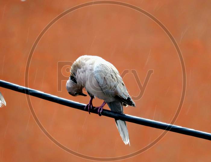 Tow Eurasian Collared Dove Sitting And Enjoying Rain