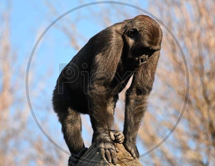 Big Giant Goriila Monkey In The Zoo