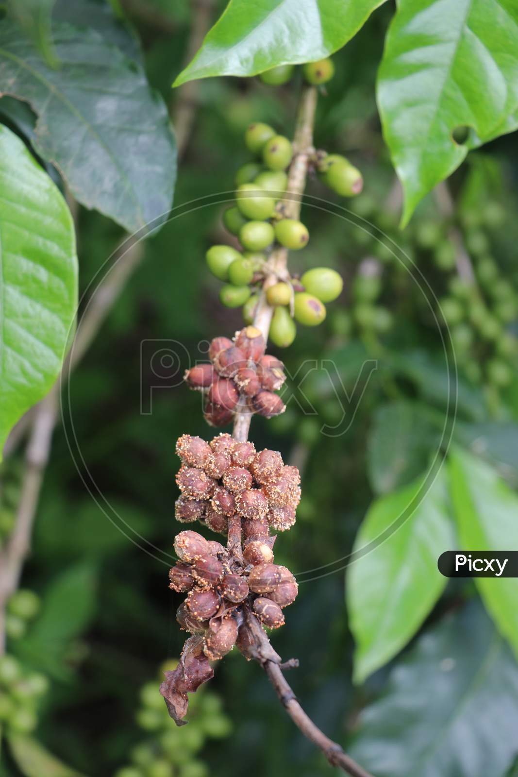 Robusta Coffee Plant With Ripe And Unripe Coffee Beans On Same Branch