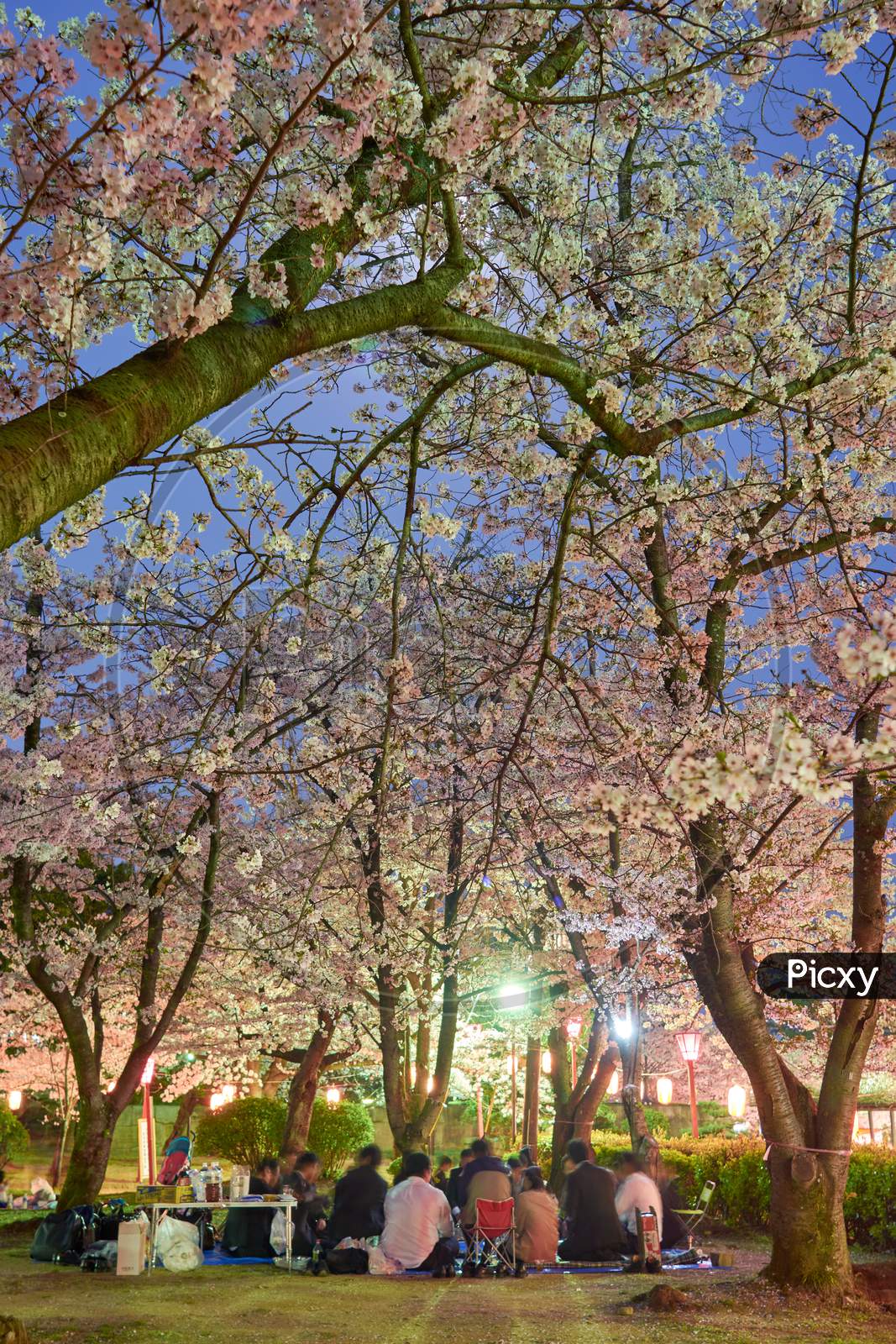 People Picnicking Under Blooming Cherry Blossom Trees In Wakayama, Japan