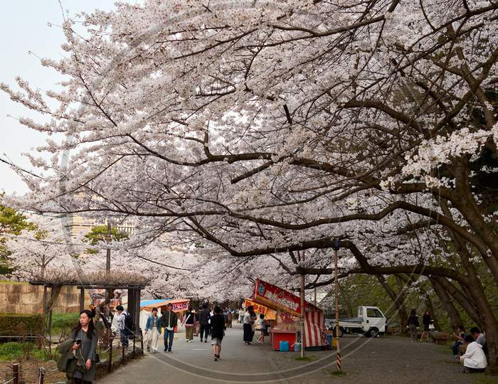 Wakayama Castle Park During Cherry-Blossom Sakura Season In Wakayama, Japan