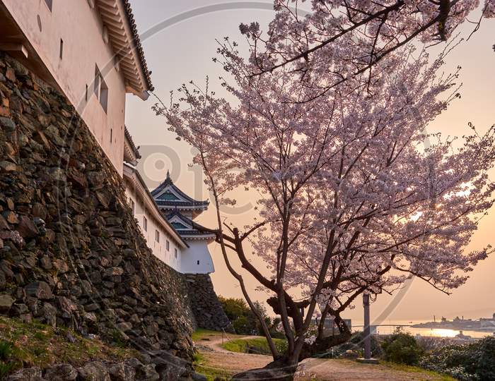 Wakayama Castle During Cherry-Blossom Sakura Season, Japan