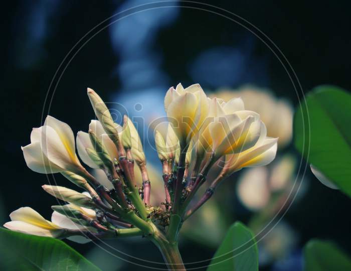 Plumeria Flowers with Selective Focus in Vertical Orientation