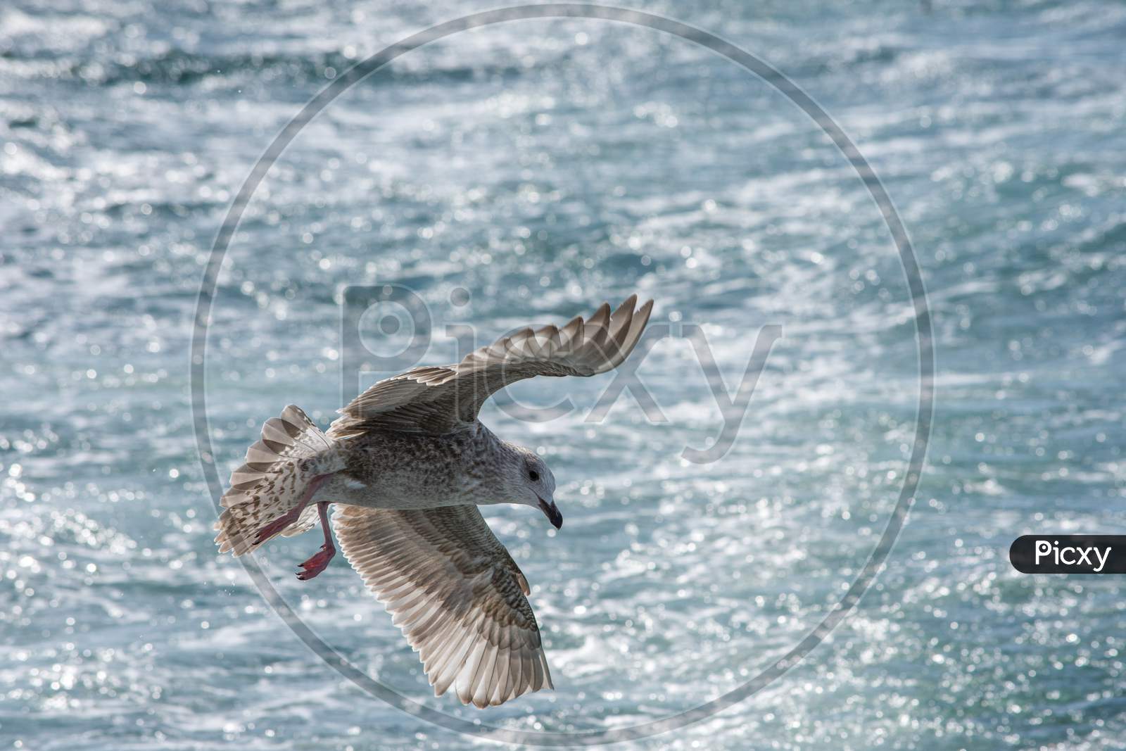 Seagulls Hunting Fish In Hamana Lake In Shizuoka Prefecture Of Japan