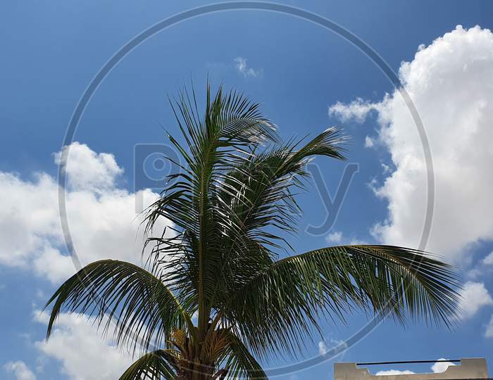 Palm tree and blue sky.