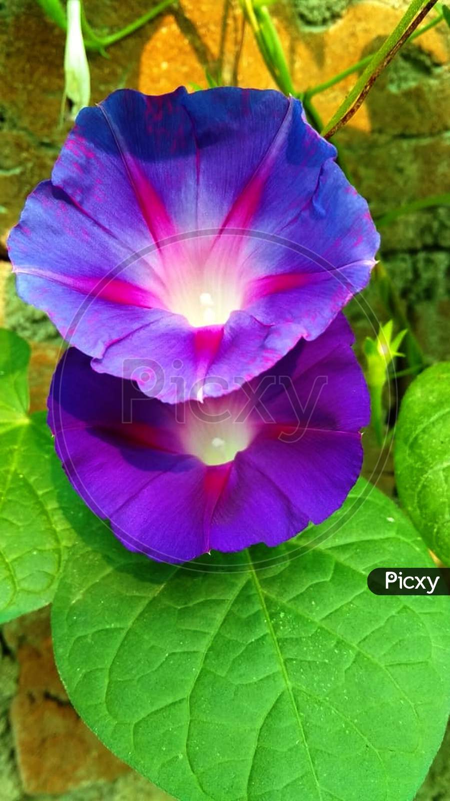 Purple morning glory flower background