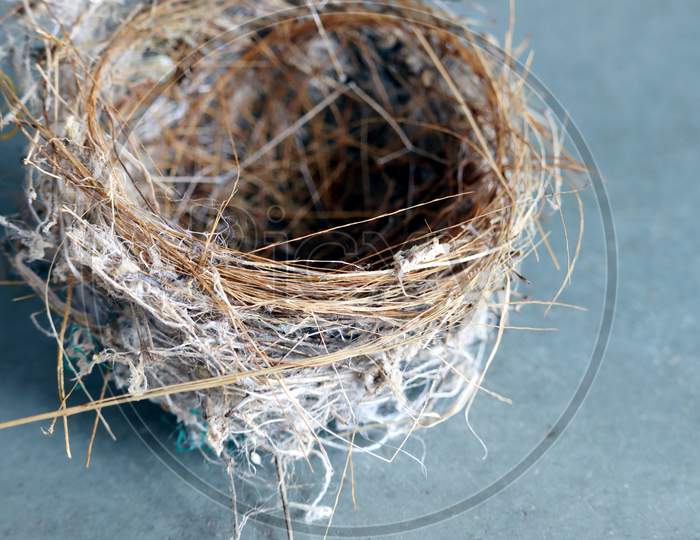 Closeup Of Sparrows Bird Nest