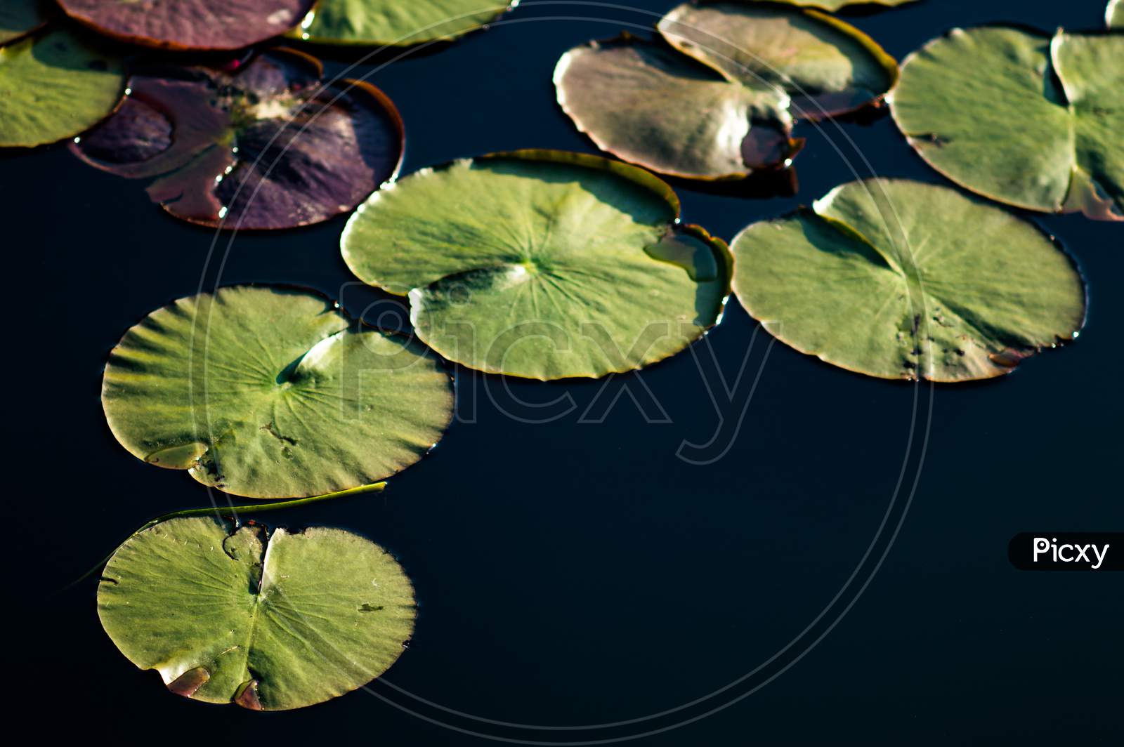 Green Lotus Leaves In A Pond Of Water
