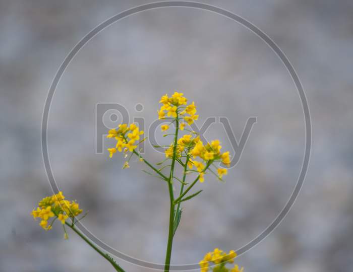 A Closeup Shot Of A Beautiful Tansy Under The Sunlight