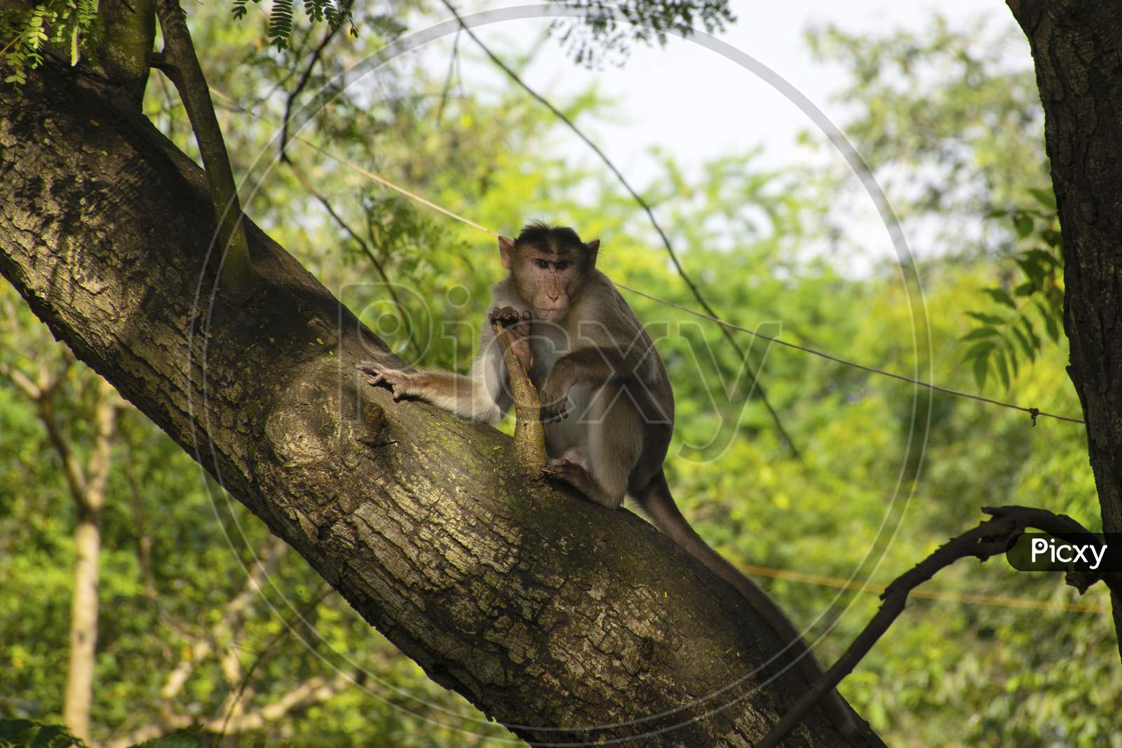 A Monkey Sitting On A Tree In Sanjay Gandhi National Park Forest Located In Mumbai