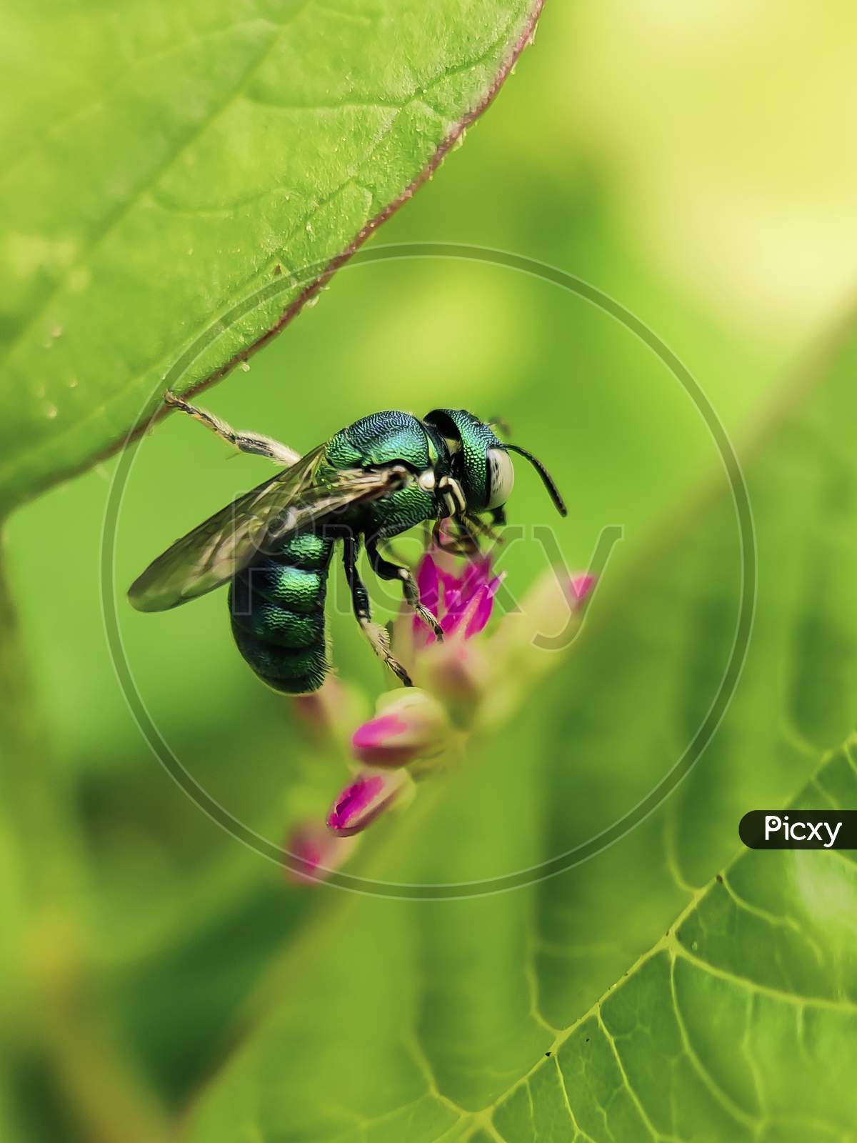 Macro photography of Ceratina bee