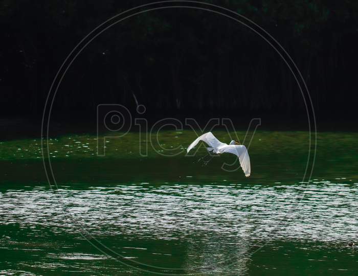 Bird flying above the water level