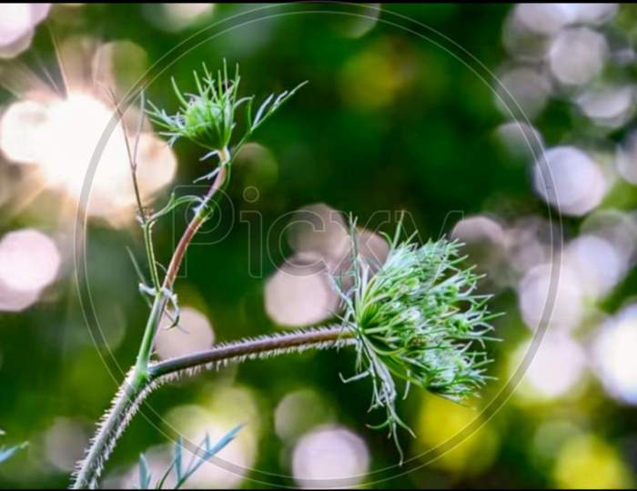 Close-up Tree Green Plant Flower Nature Grass Leaf