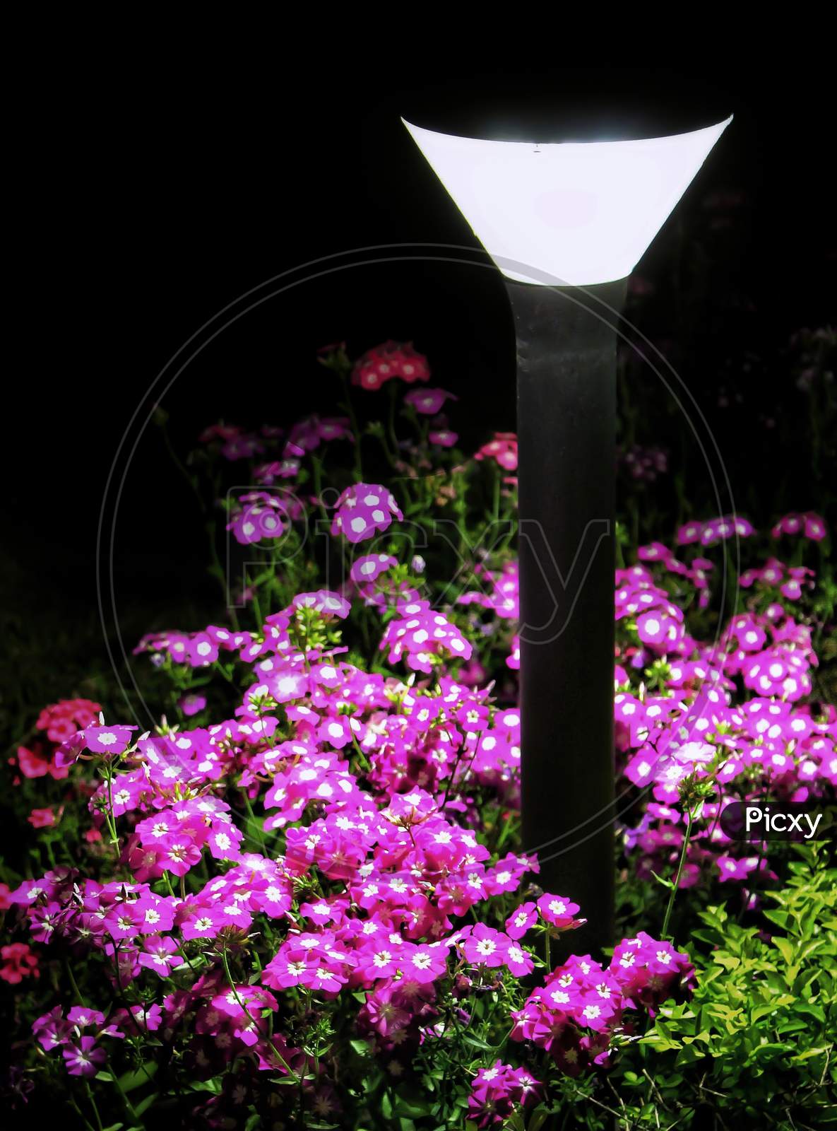Pink Flowers Under Lamp At Night