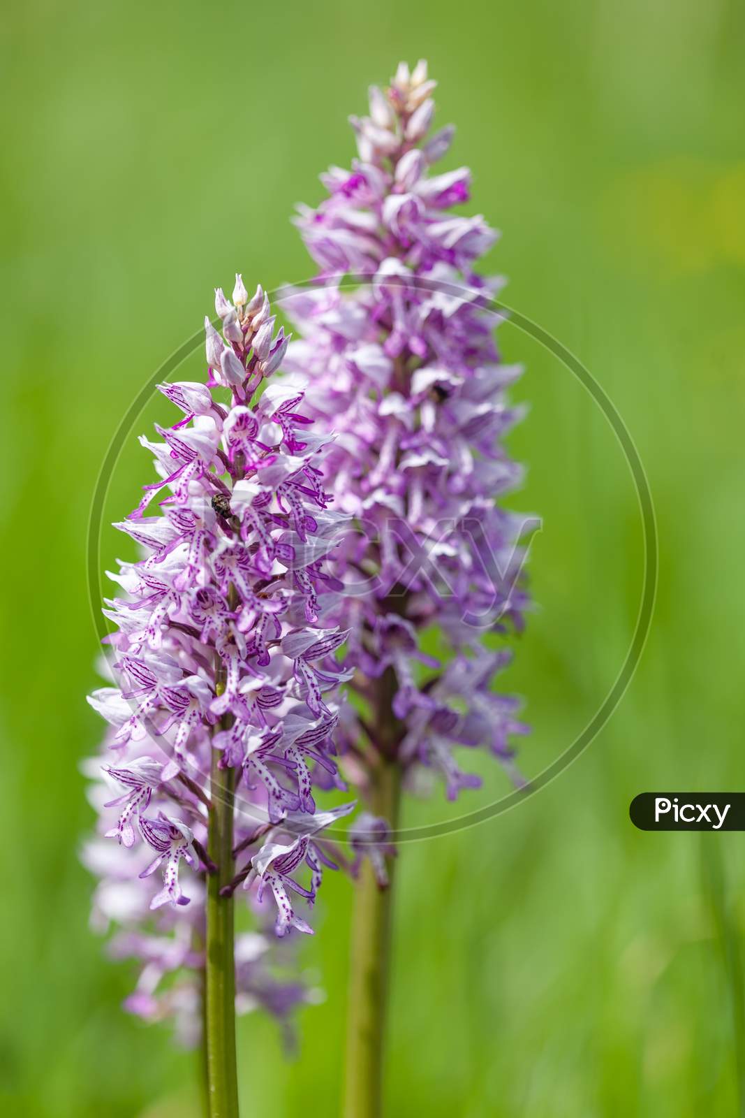 A Closeup Shot Of A Beautiful Southern Marsh-Orchid Under The Sunlight