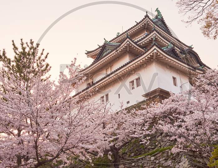 Wakayama Castle During Cherry-Blossom Sakura Season, Japan