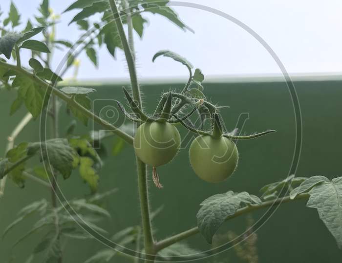 Tomato In Green Is Blossomed At First Time In Our Terrace Garden And Giving A New Hope For The Organic Agricultural Business In Our Village