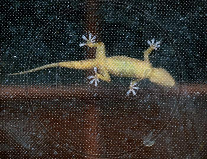 House Gecko On A Glass Showing Claws