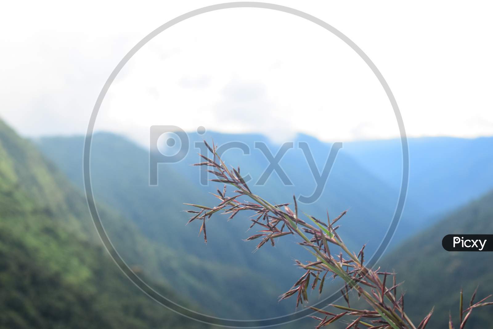 Dried Leaves With Mountain In Background For Wallpaper
