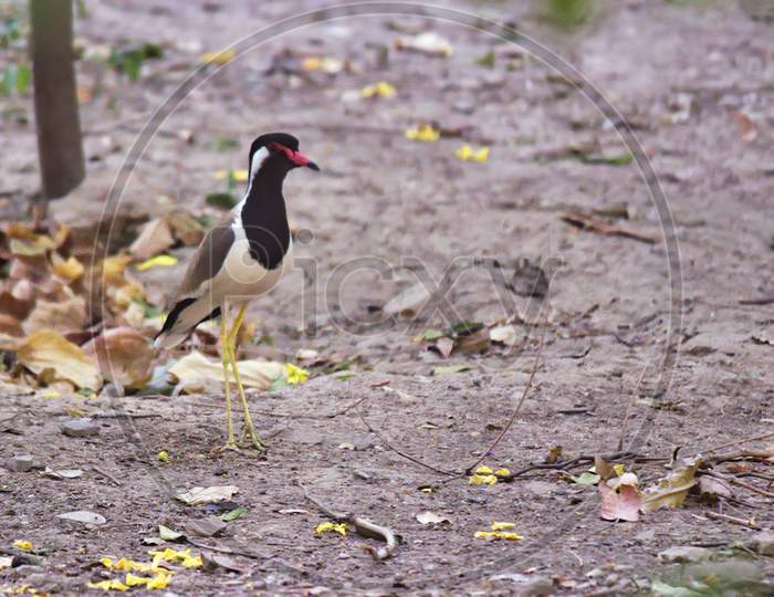 Red Wattled Lapwing, A Species Of Plovers Bird