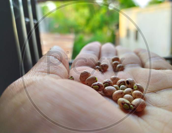 Soyabean seeds on palm of hand for gardening