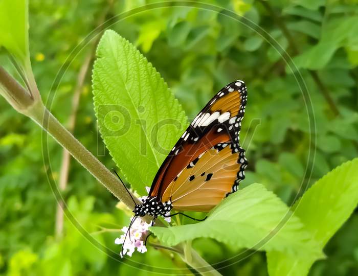 Butterfly Perched On Flower Nature Image Wallpaper