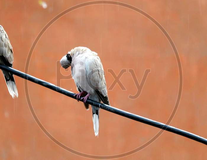Tow Eurasian Collared Dove Sitting And Enjoying Rain