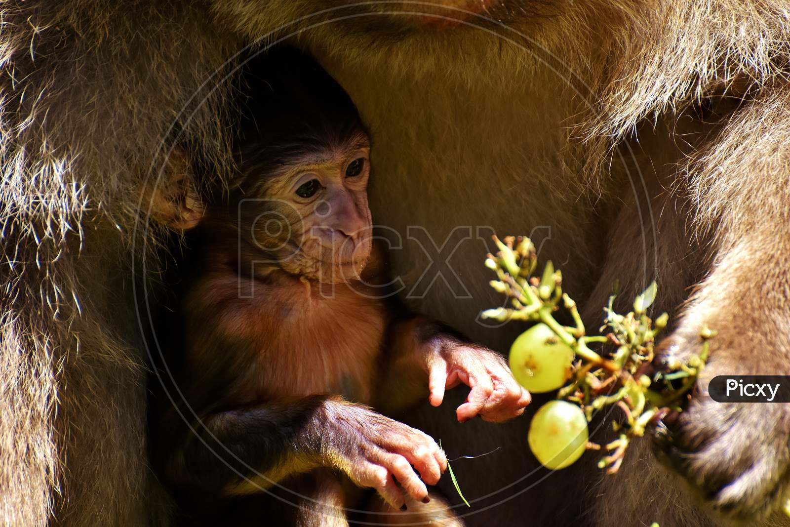 Small Cute Baby Monkey In The Forest