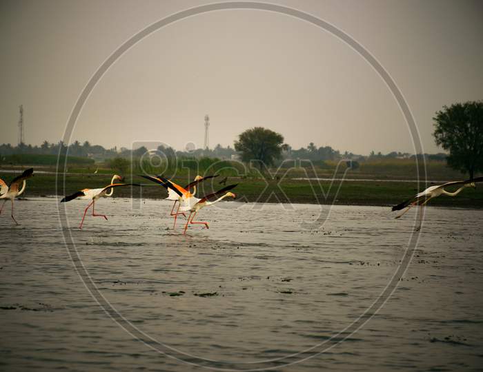 Flamingos Taking Off From Bhima River In Maharashtra State Of India