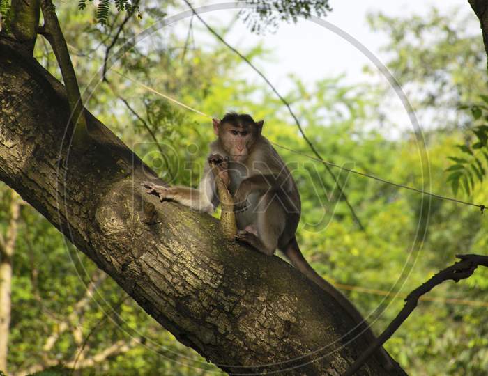 A Monkey Sitting On A Tree In Sanjay Gandhi National Park Forest Located In Mumbai